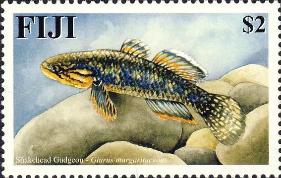 Giuris margaritaceus Giuris margaritaceus