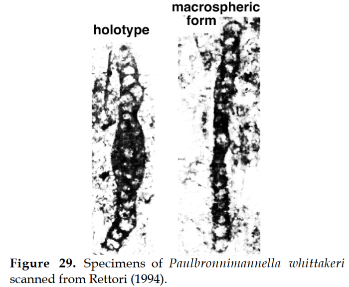 Paulbronnimannella whittakeri Rettori, 1994