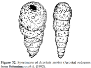 Acostata mariae (Acosta, 1940)