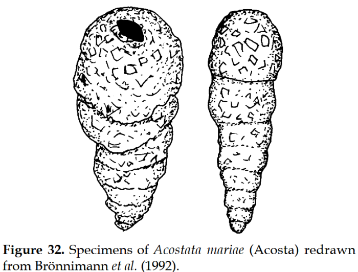 Acostata mariae (Acosta, 1940) Acostata mariae (Acosta, 1940)