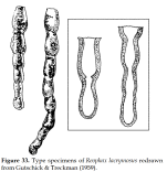 Reophax lachrymosa Gutschick & Treckman, 1959
