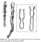 Reophax lachrymosa Gutschick & Treckman, 1959