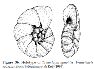 Trematophragmoides bruneiensis Brönnimann & Keij, 1986
