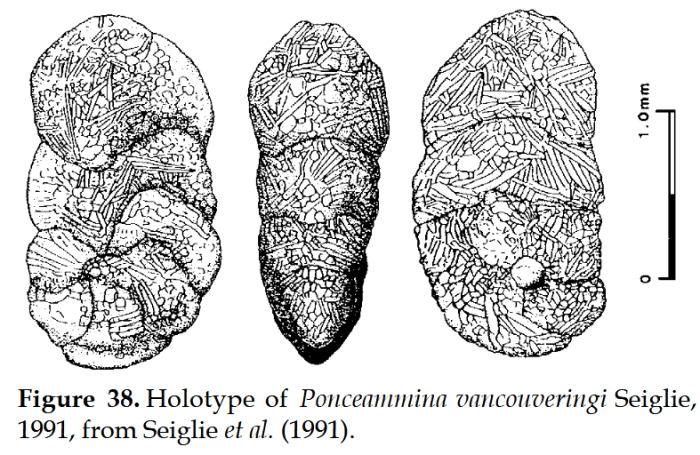 Ponceammina vancouveringi Seiglie, 1991