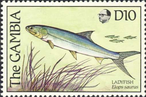 Elops saurus Elops saurus