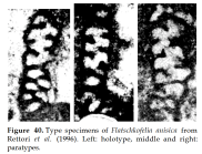 Flatschkofelia anisica Rettori, Senowbari-Daryan & Zühlke, 1996