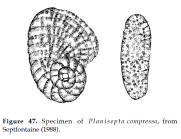 Planisepta compressa (Hottinger, 1967)