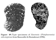 Haurania (Platyhaurania) subcompressa Bassoullet & Boutakiout, 1996