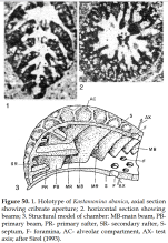 Kastamonina abanica Sirel, 1993