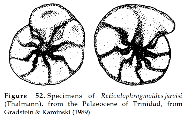 Reticulophragmoides jarvisi (Thalmann, 1932)