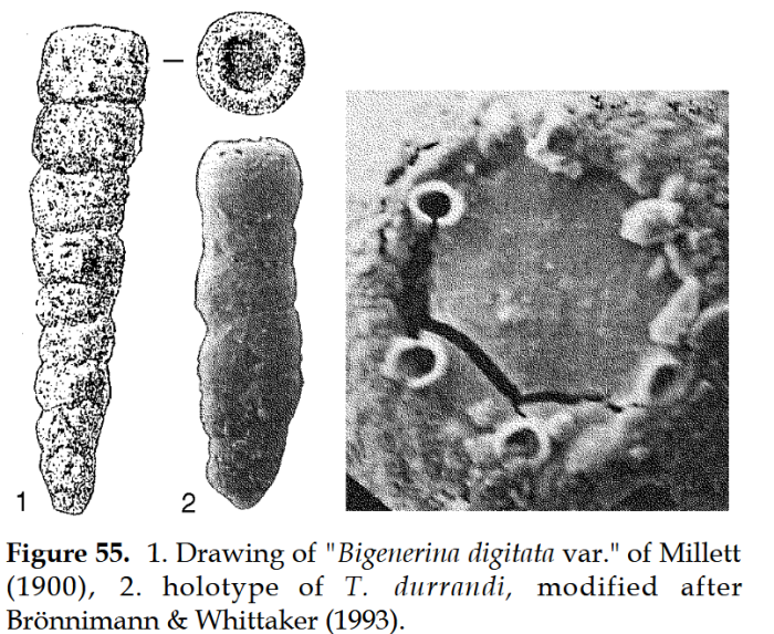 Trunculocavus durrandi Brönnimann &amp; Whittaker, 1993