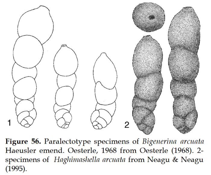 Haghimashella arcuata (Häusler, 1890)