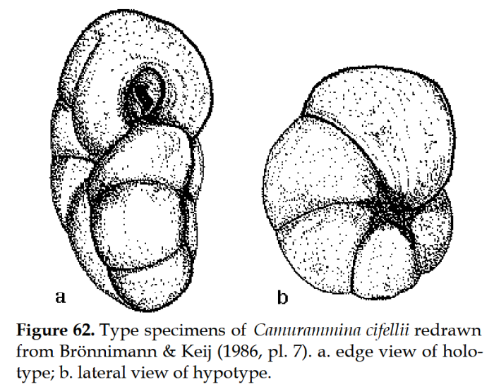 Camurammina cifellii Brönnimann &amp; Keij, 1986