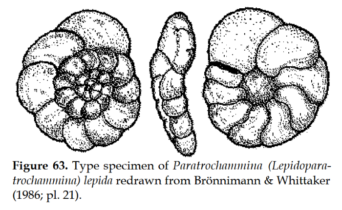 Paratrochammina (Lepidoparatrochammina) lepida Brönnimann &amp; Whittaker, 1986