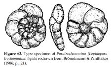 Paratrochammina (Lepidoparatrochammina) lepida Brönnimann & Whittaker, 1986