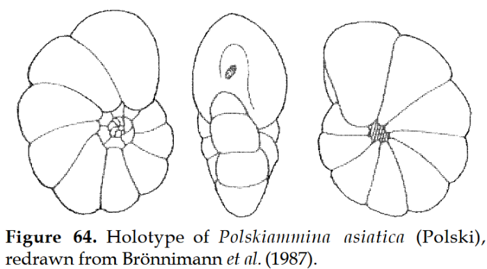 Polskiammina asiatica (Polski, 1959) Polskiammina asiatica (Polski, 1959)