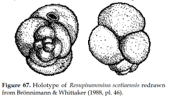 Resupinammina scotiaensis Brönnimann & Whittaker, 1988
