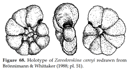 Zavodovskina careyi Brönnimann & Whittaker, 1988