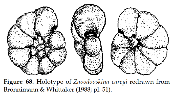Zavodovskina careyi Brönnimann &amp; Whittaker, 1988