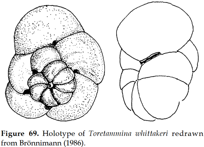 Toretammina whittakeri Brönnimann, 1986