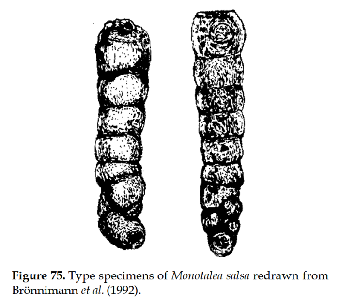 Monotalea salsa Brönnimann, Whittaker &amp; Zaninetti, 1992