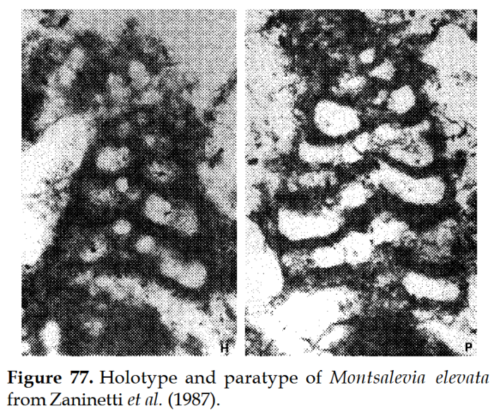 Montsalevia elevata Zaninetti, Salvini-Bonnard, Charollais &amp; Decrouez, 1987