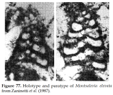 Montsalevia elevata Zaninetti, Salvini-Bonnard, Charollais & Decrouez, 1987