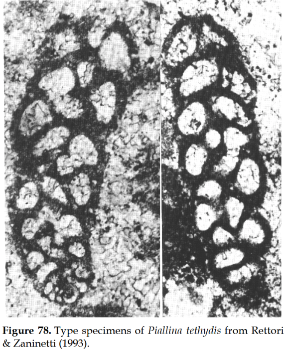 Piallina tethydis Rettori &amp; Zaninetti, 1993