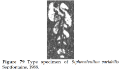 Siphovalvulina variabilis Septfontaine, 1988