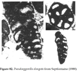 Pseudoeggerella elongata Septfontaine, 1988