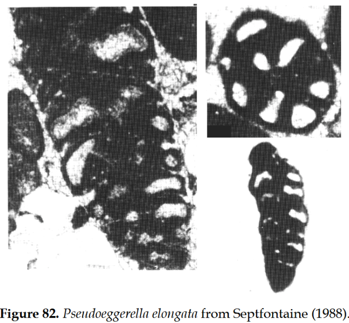 Pseudoeggerella elongata Septfontaine, 1988 Pseudoeggerella elongata Septfontaine, 1988