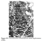 Conicokurnubia orbitoliniformis Septfontaine, 1988