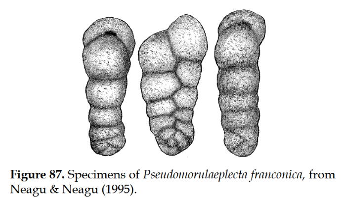 Pseudomorulaeplecta franconica (Gümbel, 1862)