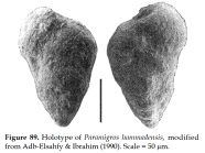 Paramigros hammadensis Abd-Elshafy & Ibrahim, 1990