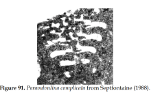 Paravalvulina complicata Septfontaine, 1988