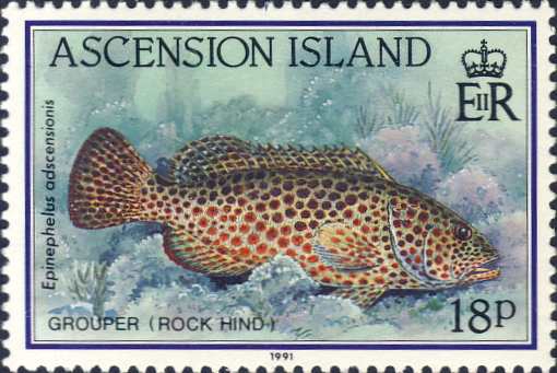 Epinephelus adscensionis Epinephelus adscensionis