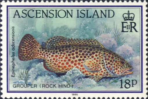 Epinephelus adscensionis