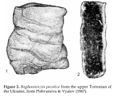 Bogdanowiczia pocutica Pishvanova, 1967
