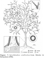 Spiculidendron corallicolum Rützler & Richardson, 1996