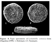 Luekatiella estonica Zhigulina, 1999