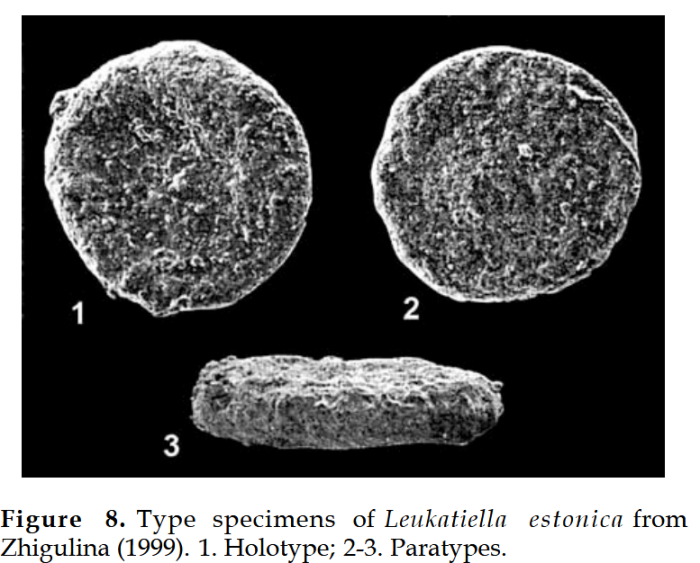Luekatiella estonica Zhigulina, 1999 Luekatiella estonica Zhigulina, 1999