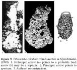 Titanotheca coimbrae Gaucher & Sprechmann, 1999