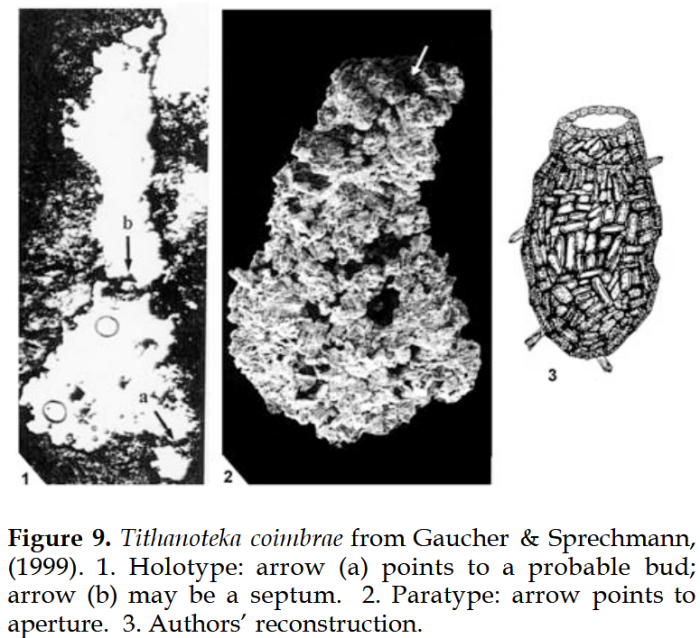 Titanotheca coimbrae Gaucher &amp; Sprechmann, 1999