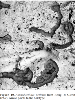 Ammodiscellites prolixus Resig & Glenn, 1997