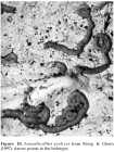Ammodiscellites prolixus Resig & Glenn, 1997