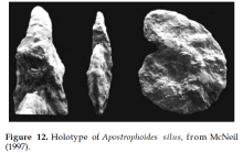 Apostrophoides silus Mcneil, 1997