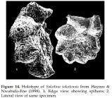 Sokotina sokotensis Haynes & Nwabufo-Ene, 1998