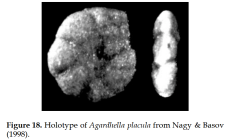 Agardhella placula Nagy & Basov, 1998