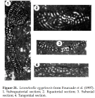 Levantinella egyptiensis (Fourcade, Arafa & Sigal, 1984)