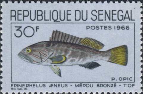 Epinephelus aeneus